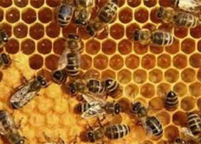 پیشنهاد اختصاص 5850 میلیارد تومان اعتبار به صنعت زنبورداری