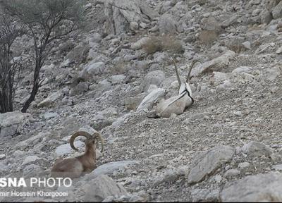 سرشماری زمستانه پستانداران علف خوار شاخص هرمزگان در منطقه حفاظت شده گنو