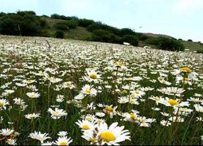 جنگل فندقلو، جایی برای تماشای دشت گل های بابونه