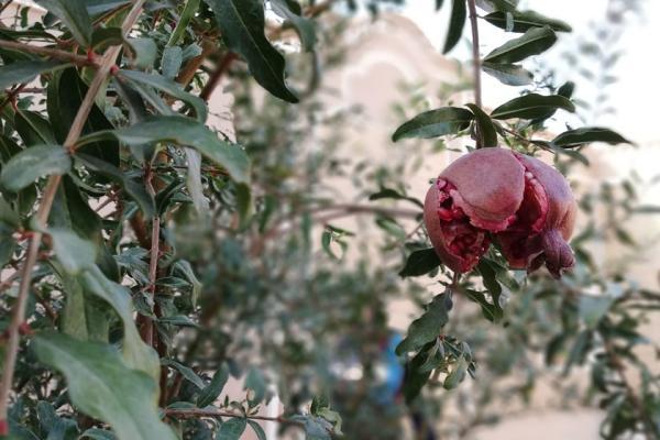 اقامتگاه بومگردی عارف و ماهرخ؛ گذر از کوچه پس کوچه های قوژد