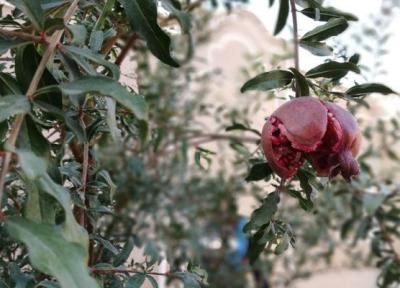 اقامتگاه بومگردی عارف و ماهرخ؛ گذر از کوچه پس کوچه های قوژد