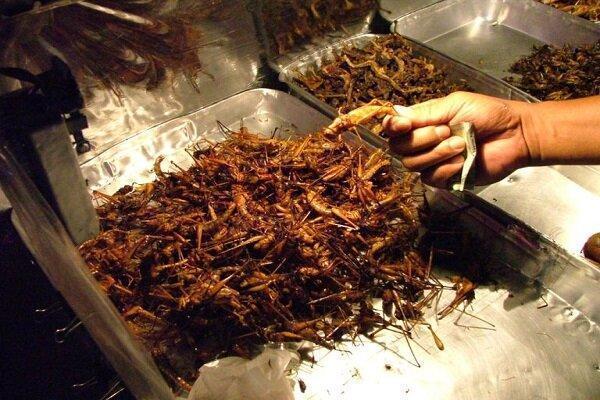 حشره بخورید تا سرطان نگیرید